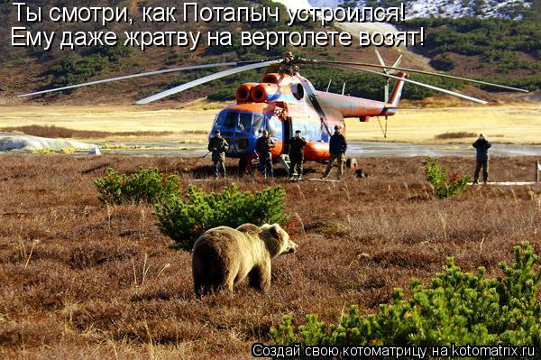 Котоматрица: Ты смотри, как Потапыч устроился!  Ему даже жратву на вертолете возят!