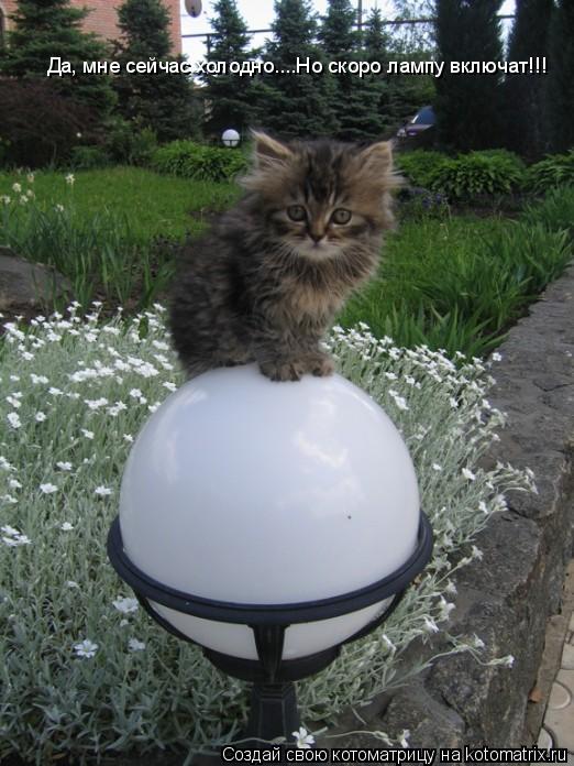 Котоматрица: Да, мне сейчас холодно....Но скоро лампу включат!!! Да, мне сейчас холодно....Но скоро лампу включат!!!