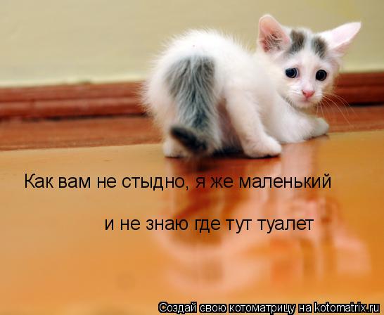 Котоматрица: Как вам не стыдно, я же маленький  и не знаю где тут туалет