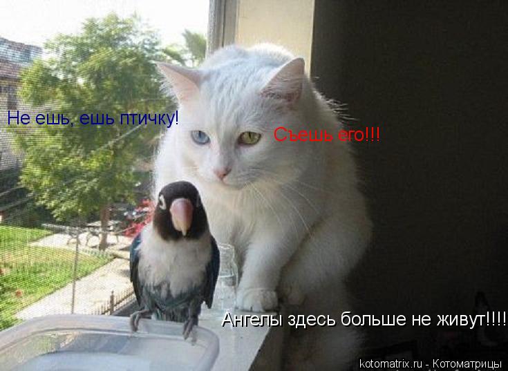 Съешь его!!! Не ешь, ешь птичку! Ангелы здесь больше не живут!!!!... Котоматрица: Съешь его!!! Не ешь, ешь птичку! Ангелы здесь больше не живут!!!!