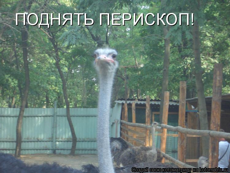 Котоматрица: ПОДНЯТЬ ПЕРИСКОП!