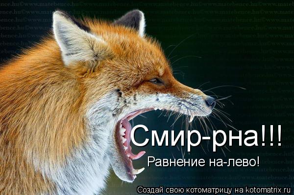 Котоматрица: Смир-рна!!! Равнение на-лево!