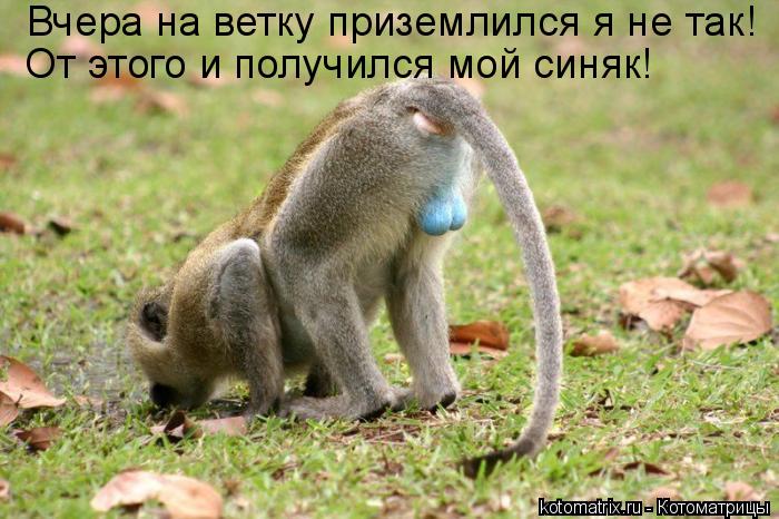 Котоматрица: Вчера на ветку приземлился я не так! От этого и получился мой синяк!