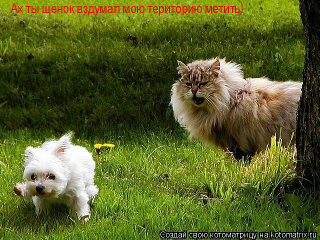 Котоматрица: Ах ты щенок вздумал мою територию метить!