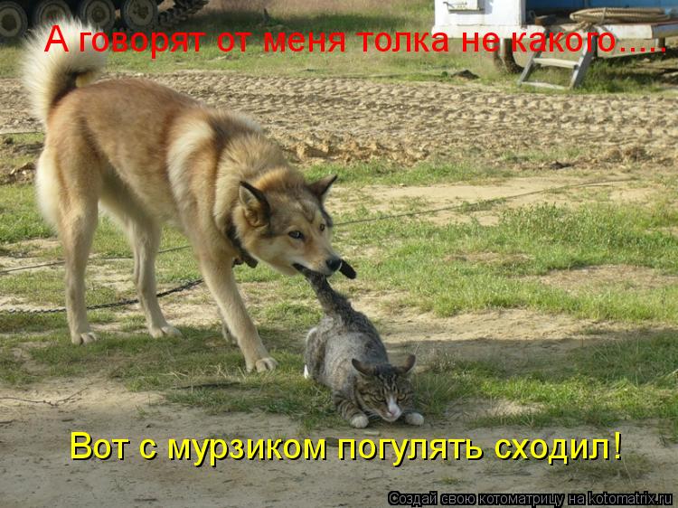 Котоматрица: А говорят от меня толка не какого..... Вот с мурзиком погулять сходил!