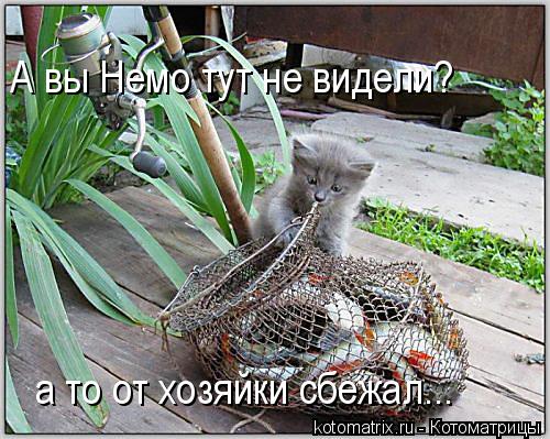 Котоматрица: А вы Немо тут не видели? а то от хозяйки сбежал...