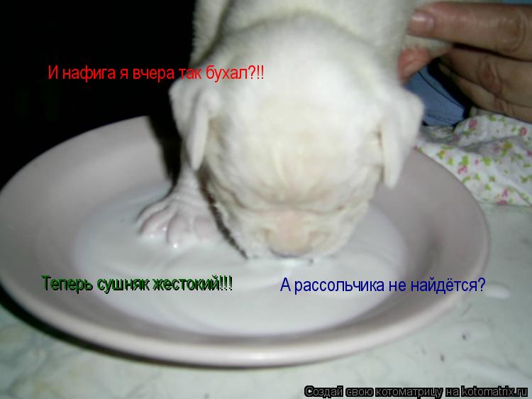 Котоматрица: И нафига я вчера так бухал?!! Теперь сушняк жестокий!!! А рассольчика не найдётся?