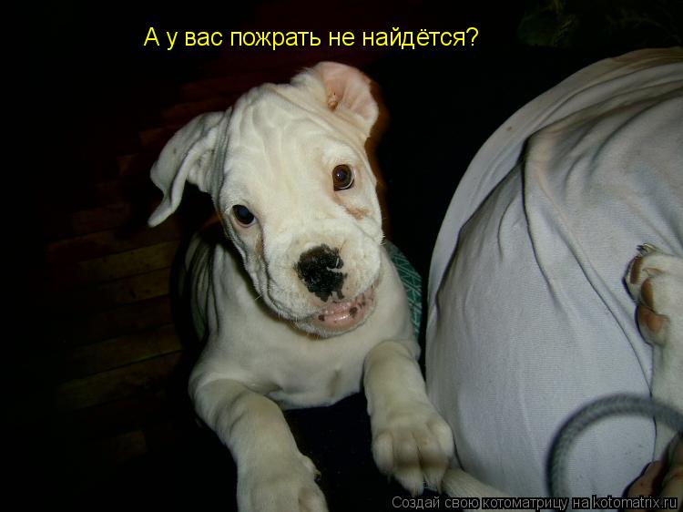 Котоматрица: А у вас пожрать не найдётся?