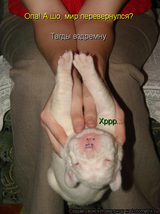 Котоматрица: Опа! А шо, мир перевернулся?   Тагды вздремну.  Хррр...