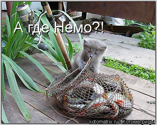 Котоматрица: А где Немо?!