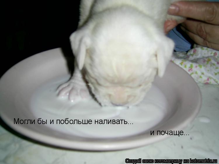 Котоматрица: Могли бы и побольше наливать... и почаще...