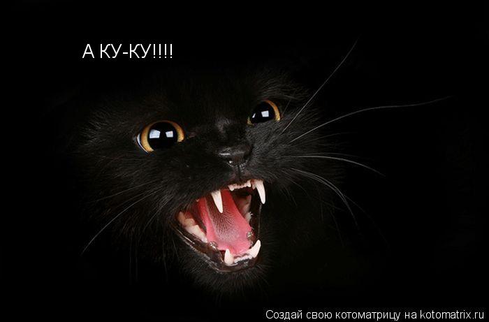 Котоматрица: А КУ-КУ!!!!