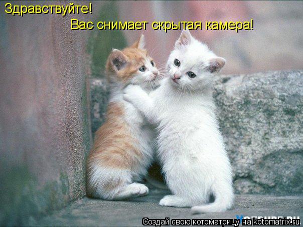 Котоматрица: Здравствуйте! Вас снимает скрытая камера!