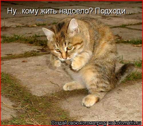Котоматрица: Ну...кому жить надоело? Подходи...