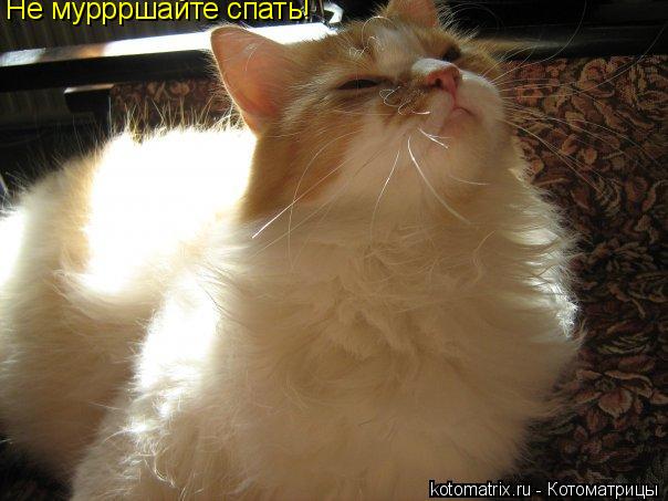 Котоматрица: Не муррршайте спать!