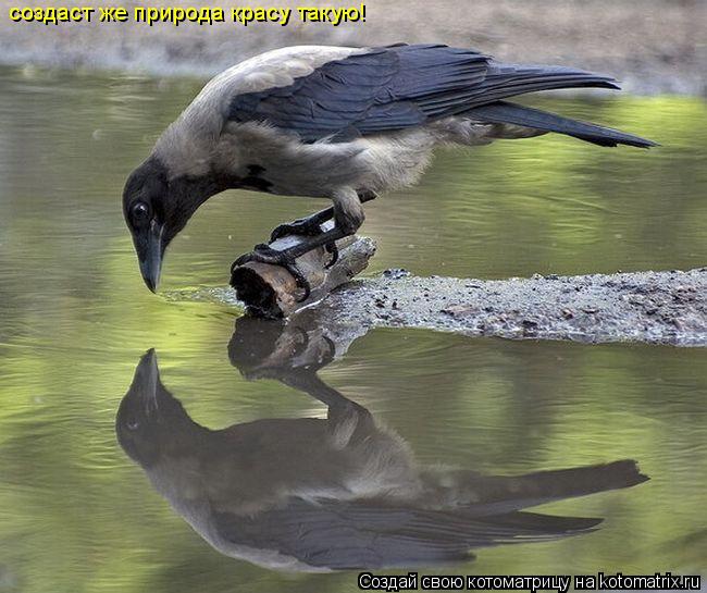Котоматрица: создаст же природа красу такую!