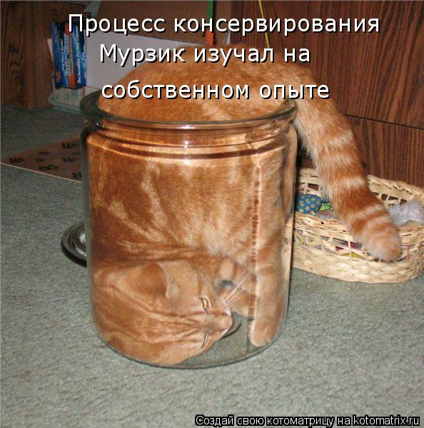 Котоматрица: Процесс консервирования Мурзик изучал на  собственном опыте