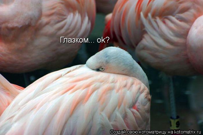 Котоматрица: Глазком... ok?