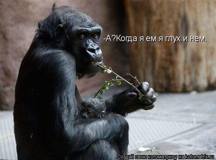 Котоматрица: -А?Когда я ем я глух и нем.