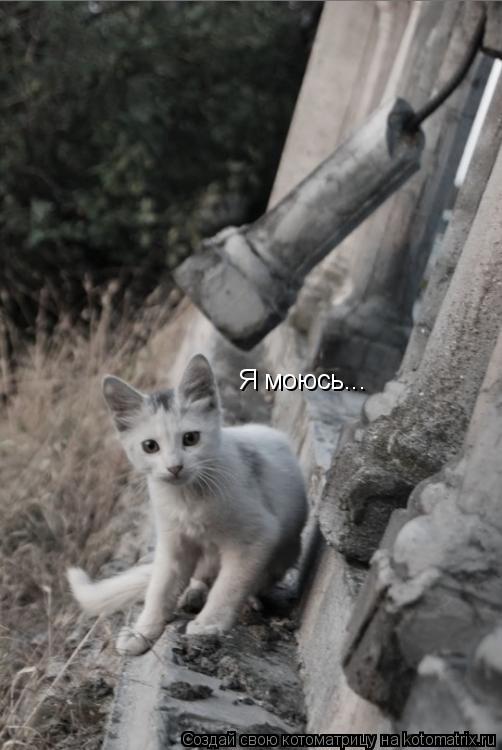 Котоматрица: Я моюсь...