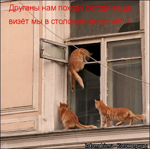 Котоматрица: Друганы нам походу сегодя ваще визёт мы в столовую залезли!!!!!