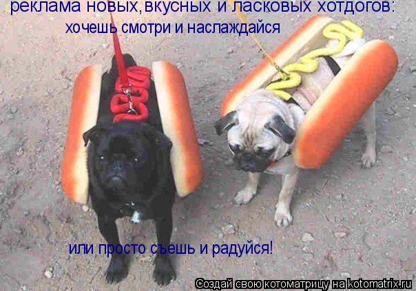 Котоматрица: реклама новых,вкусных и ласковых хотдогов: хочешь смотри и наслаждайся или просто съешь и радуйся!