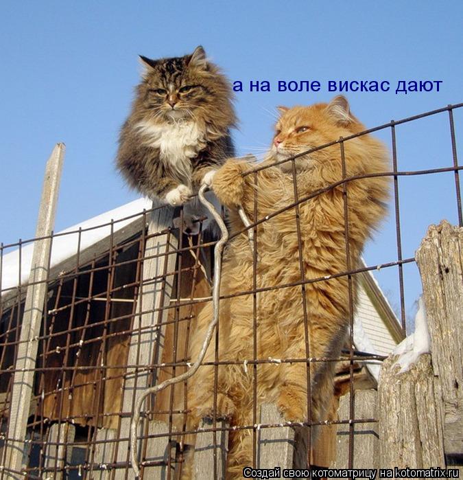 Котоматрица: а на воле вискас дают