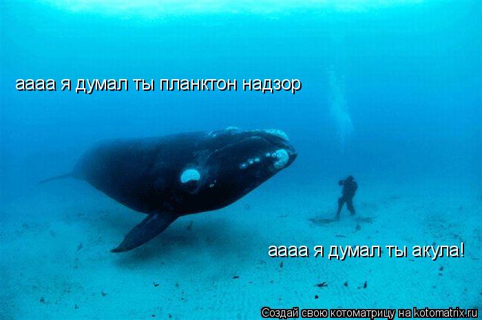 Котоматрица: аааа я думал ты акула! аааа я думал ты планктон надзор