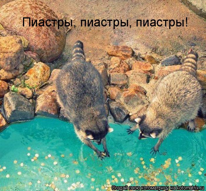Котоматрица: Пиастры, пиастры, пиастры!