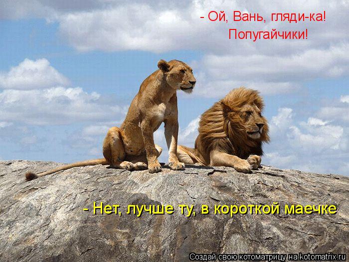 Котоматрица: - Ой, Вань, гляди-ка!  Попугайчики!  - Нет, лучше ту, в короткой маечке
