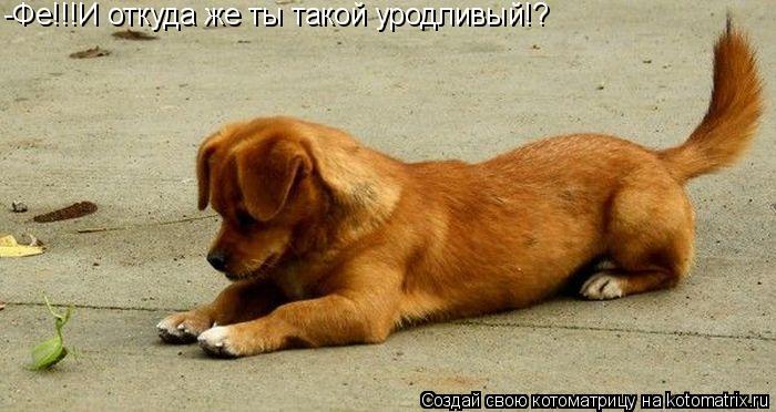 Котоматрица: -Фе!!!И откуда же ты такой уродливый!?