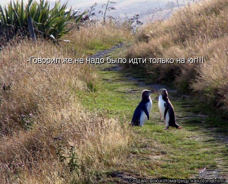 Котоматрица: -Говорил же,не надо было идти только на юг!!!