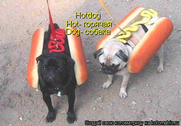 Котоматрица: Hotdog  Hot- горячая Dog- собака