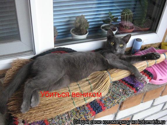 Котоматрица: Убиться веником