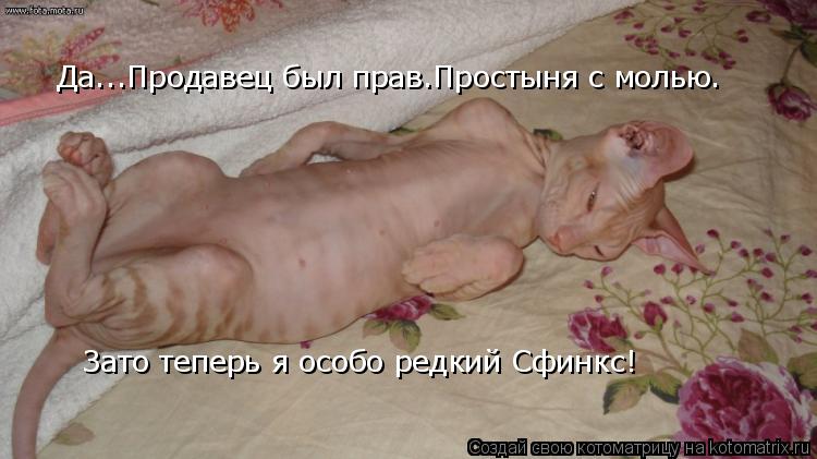 Котоматрица: Да...Продавец был прав.Простыня с молью. Зато теперь я особо редкий Сфинкс!