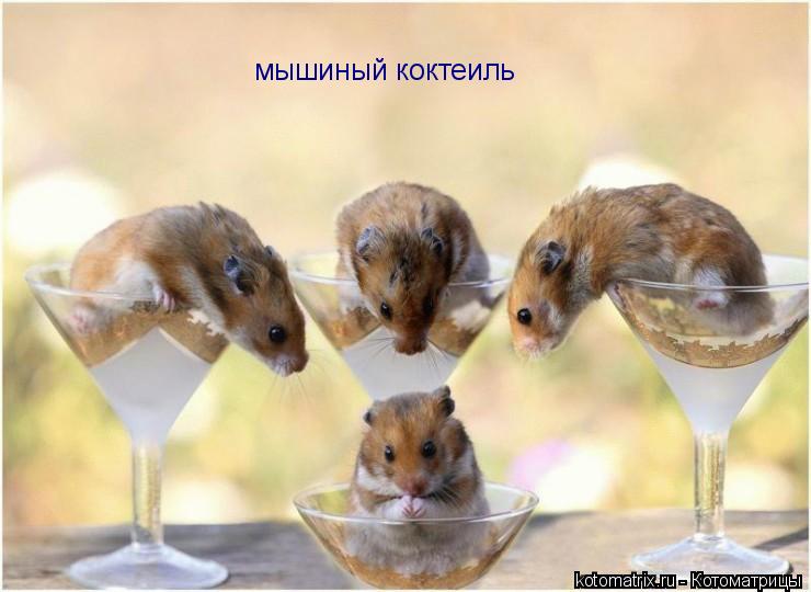 Котоматрица: мышиный коктеиль