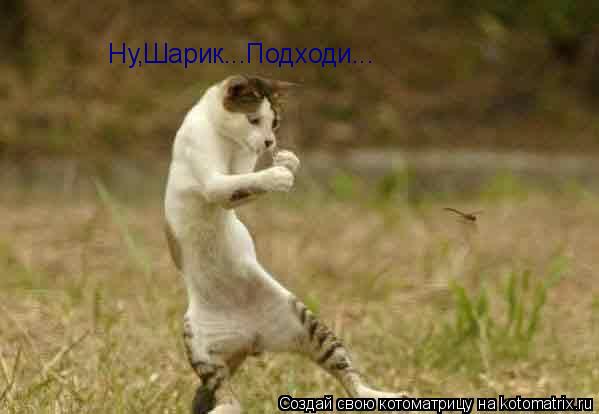 Котоматрица: Ну,Шарик...Подходи...