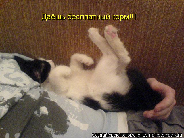 Котоматрица: Даёшь бесплатный корм!!!