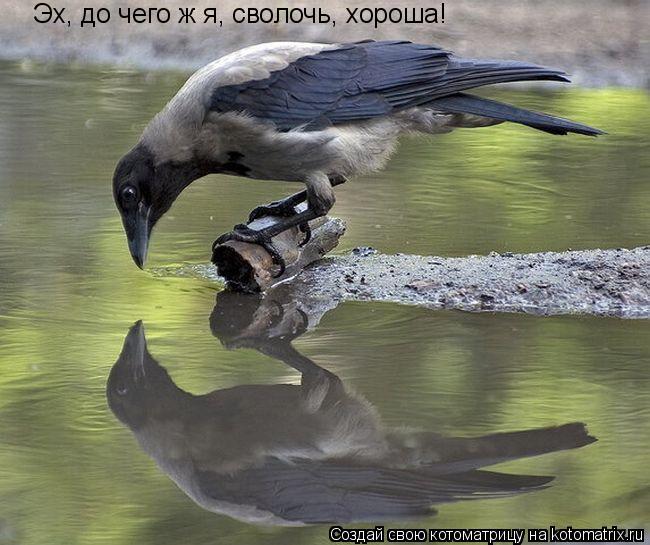Котоматрица: Эх, до чего ж я, сволочь, хороша!