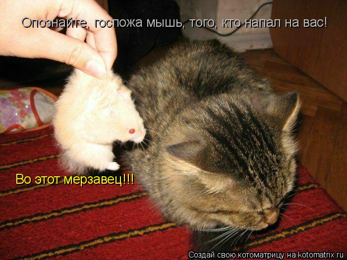 Котоматрица: Опознайте, госпожа мышь, того, кто напал на вас! Во этот мерзавец!!!