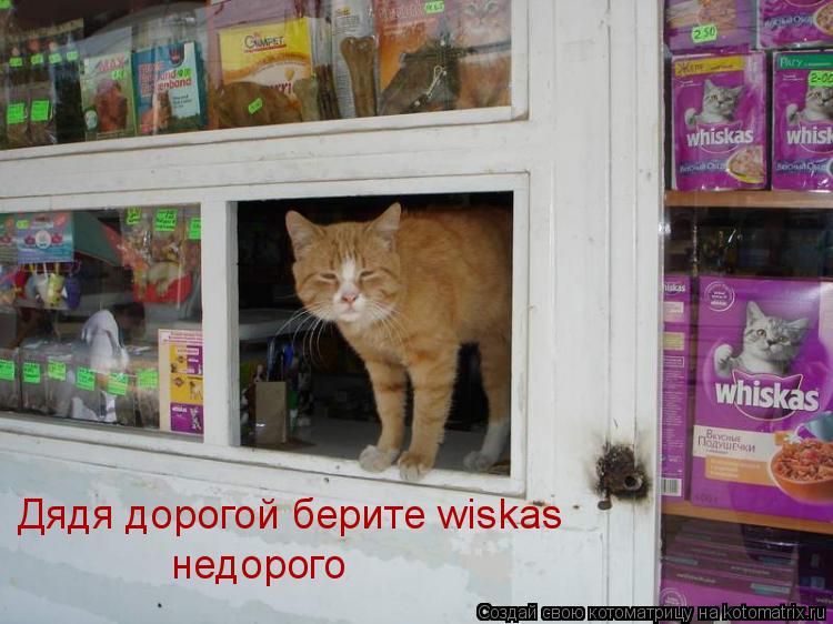 Котоматрица: Дядя дорогой берите wiskas недорого