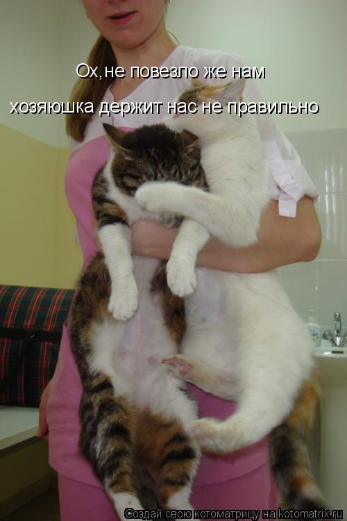 Котоматрица: Ох,не повезло же нам хозяюшка держит нас не правильно