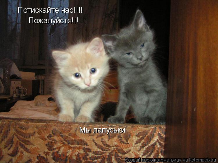 Котоматрица: Потискайте нас!!!! Пожалуйстя!!! Мы лапуськи