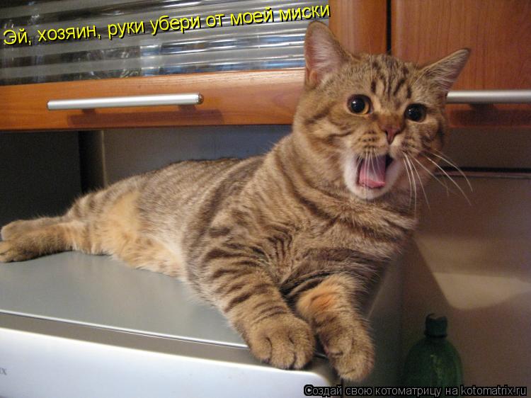 Котоматрица: Эй, хозяин, руки убери от моей миски