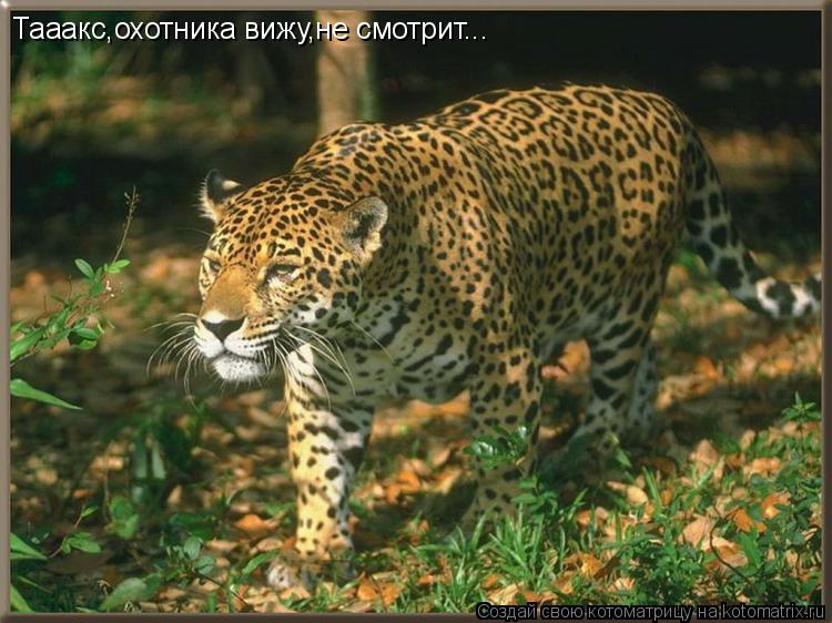 Котоматрица: Тааакс,охотника вижу,не смотрит...