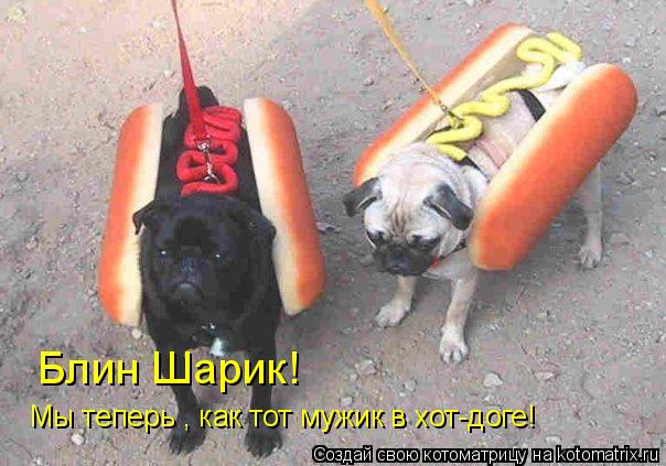 Котоматрица: Блин Шарик! Мы теперь , как тот мужик в хот-доге!