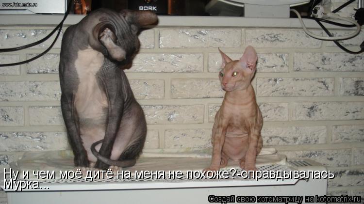 Котоматрица: Ну и чем моё дитё на меня не похоже?-оправдывалась  Мурка...