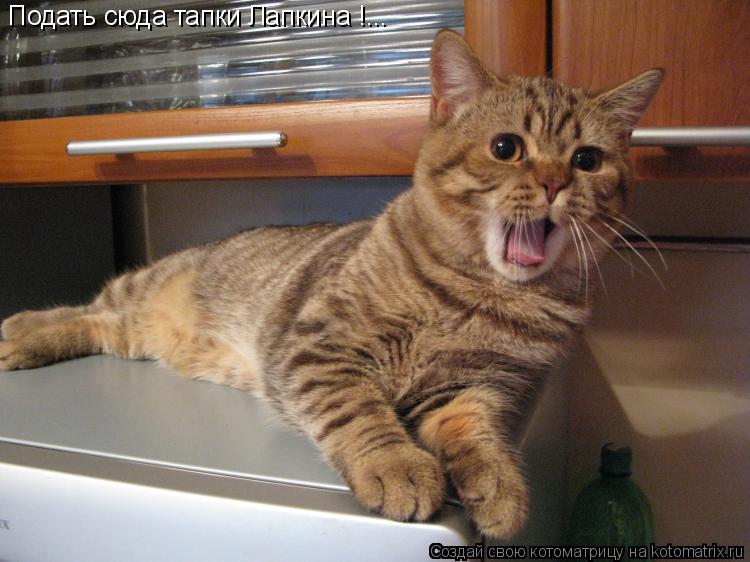 Котоматрица: Подать сюда тапки Лапкина !...