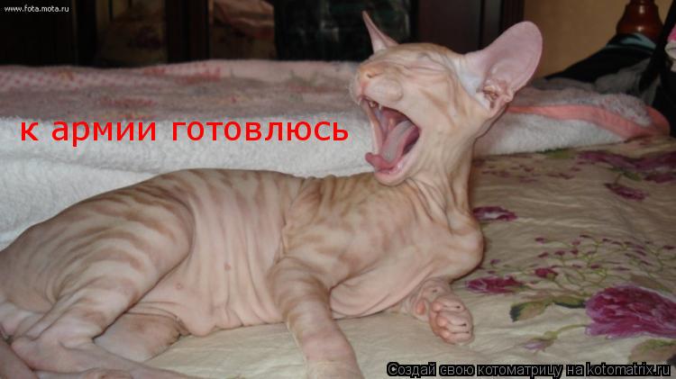 к армии готовлюсь... Котоматрица: к армии готовлюсь