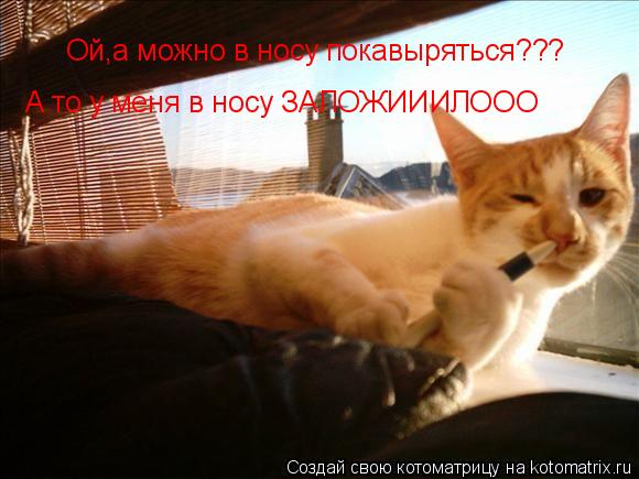 Ой,а можно в носу покавыряться??? А то у меня в носу ЗАЛОЖИИИЛООО... Котоматрица: Ой,а можно в носу покавыряться??? А то у меня в носу ЗАЛОЖИИИЛООО